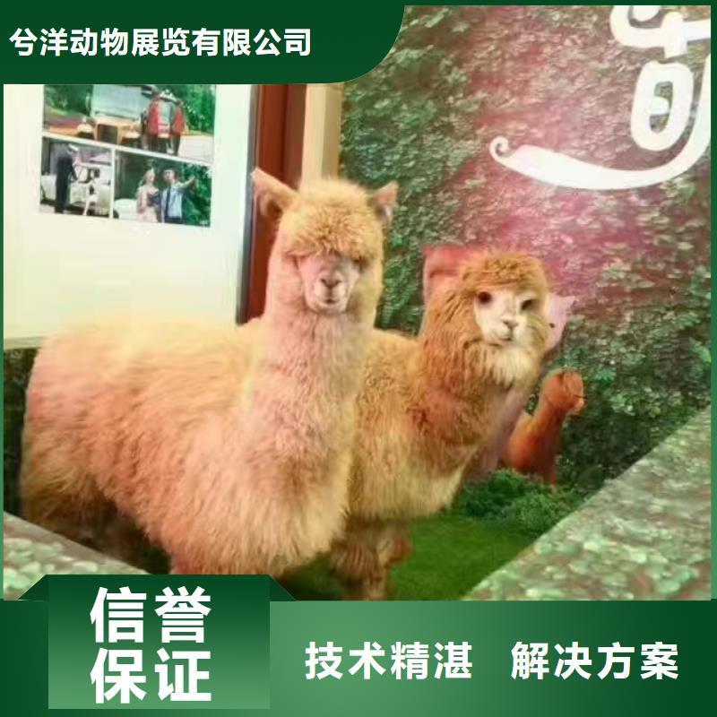 优质的萌宠动物展出租生产厂家