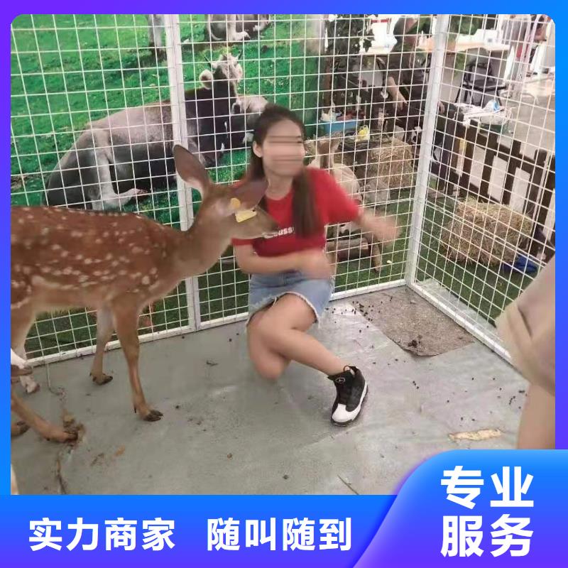 租赁马戏团表演联系电话