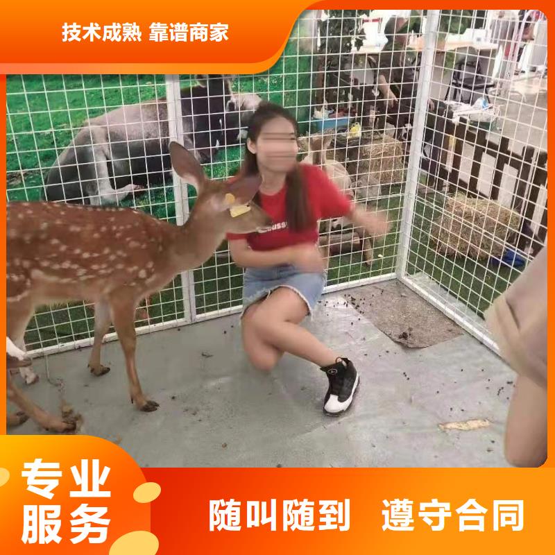 马戏团/羊驼 【企鹅表演出租】遵守合同