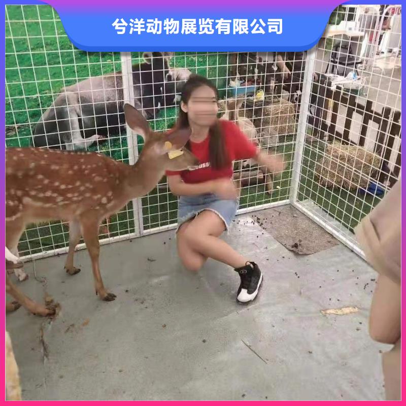 萌宠展出租附近