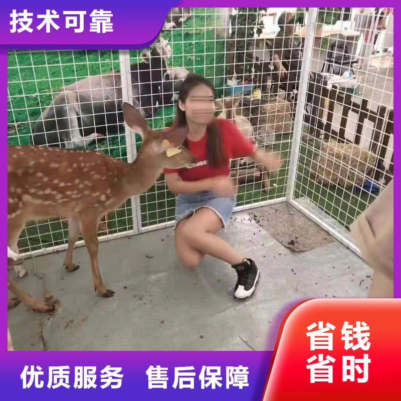 马戏团/羊驼美人鱼表演全市24小时服务