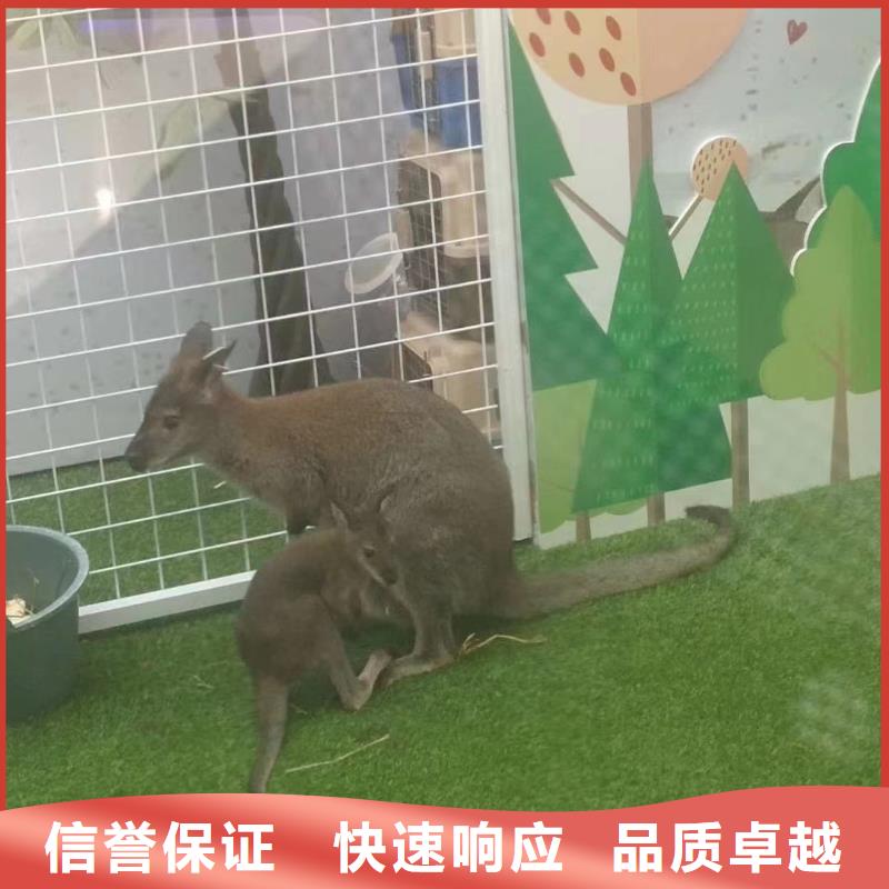 鹦鹉表演出租