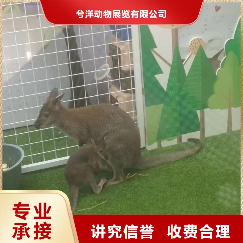 羊驼租赁暖场方案