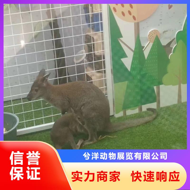 马戏团/羊驼_马戏团表演信誉良好