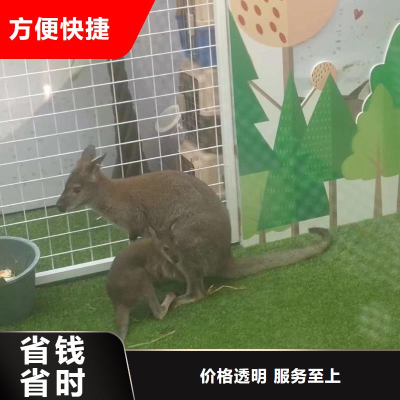 马戏团表演出租一手资源
