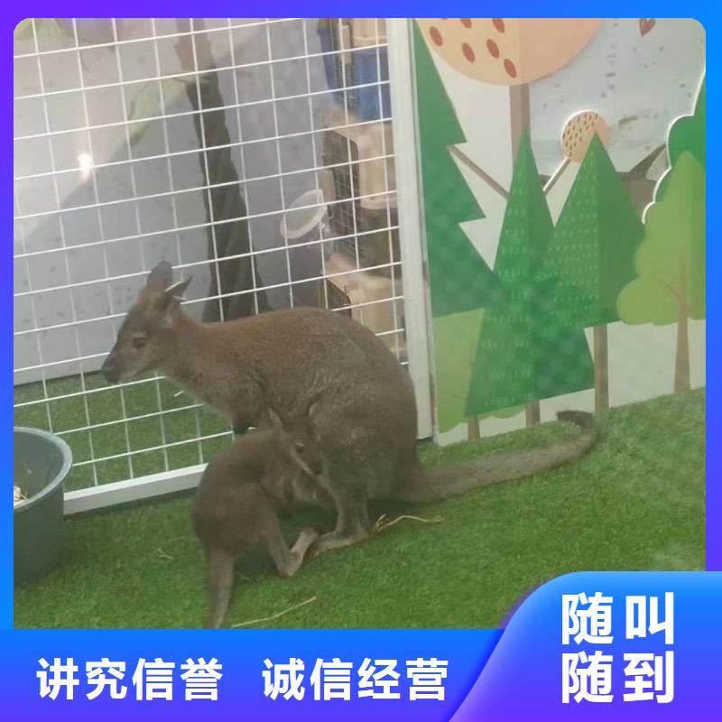哪里有羊驼租赁的图片案例