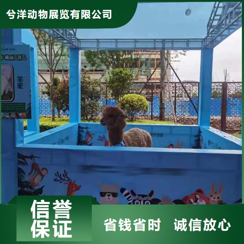 附近羊驼出租公司公司电话