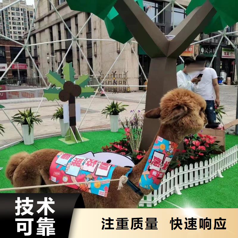 萌宠展出租免费策划