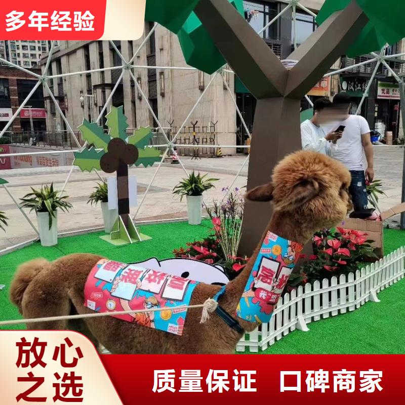 羊驼租赁暖场方案