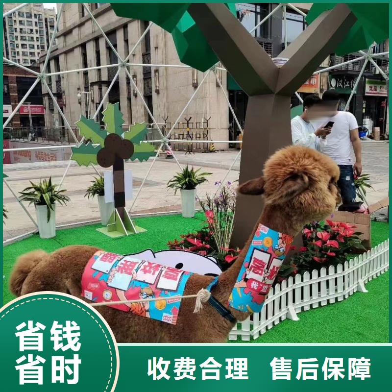 哪有羊驼出租周边