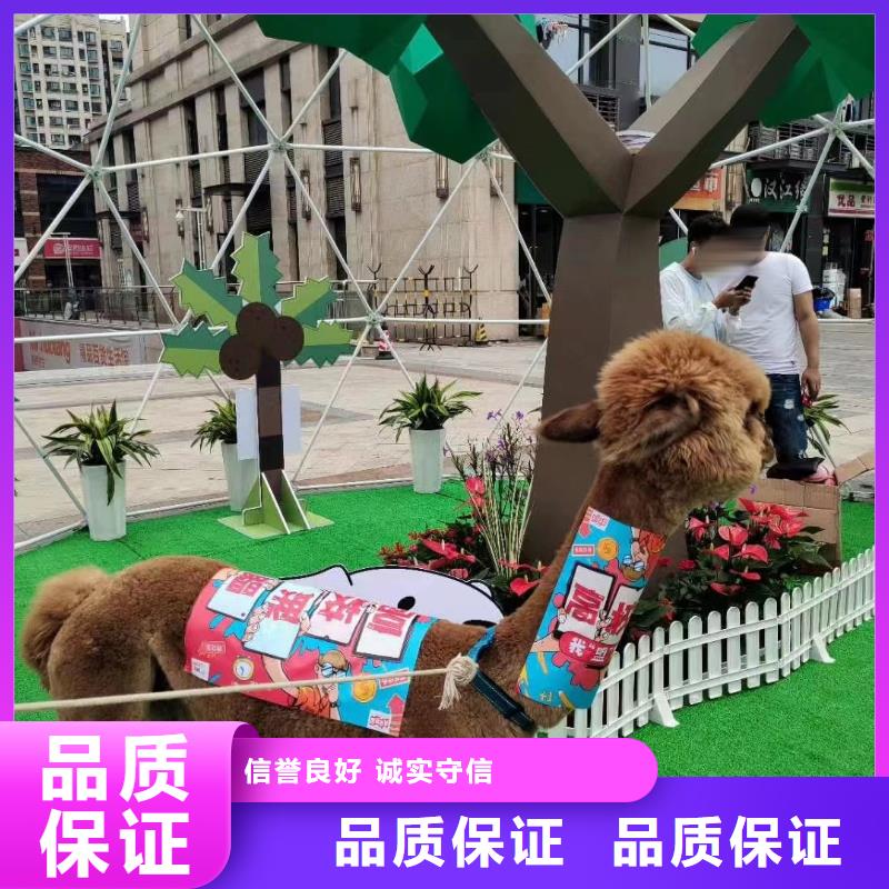 哪里有出租马戏团表演的联系方式