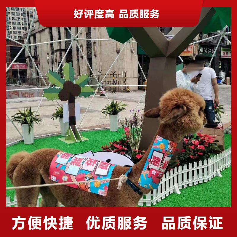 环球飞车表演租赁