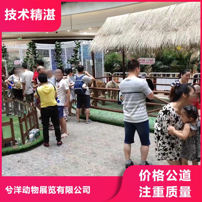 出租羊驼全国承接
