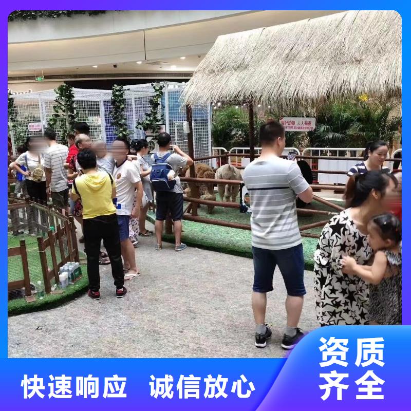 哪里有出租羊驼的点击查看