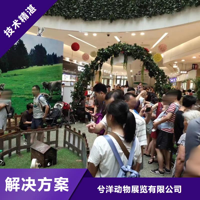 哪里有羊驼租赁的图片案例