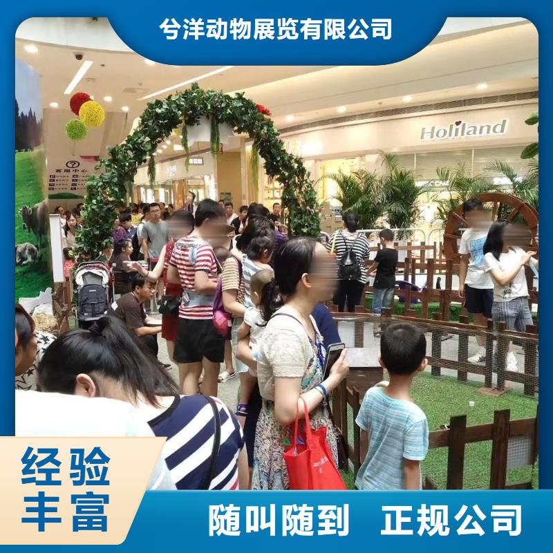 哪里有羊驼租赁的图片案例