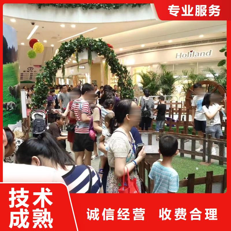 出租羊驼全国承接