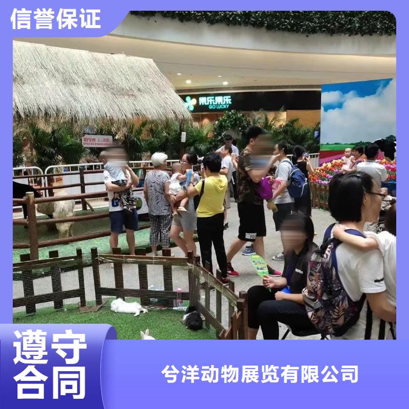 哪有租赁羊驼的活动方案