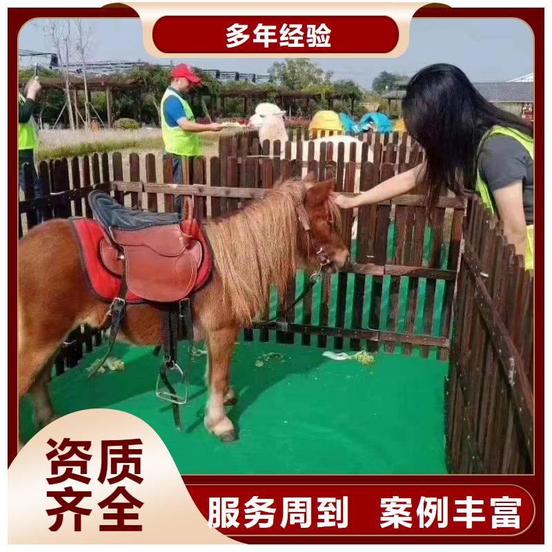 马戏团表演租赁实力强