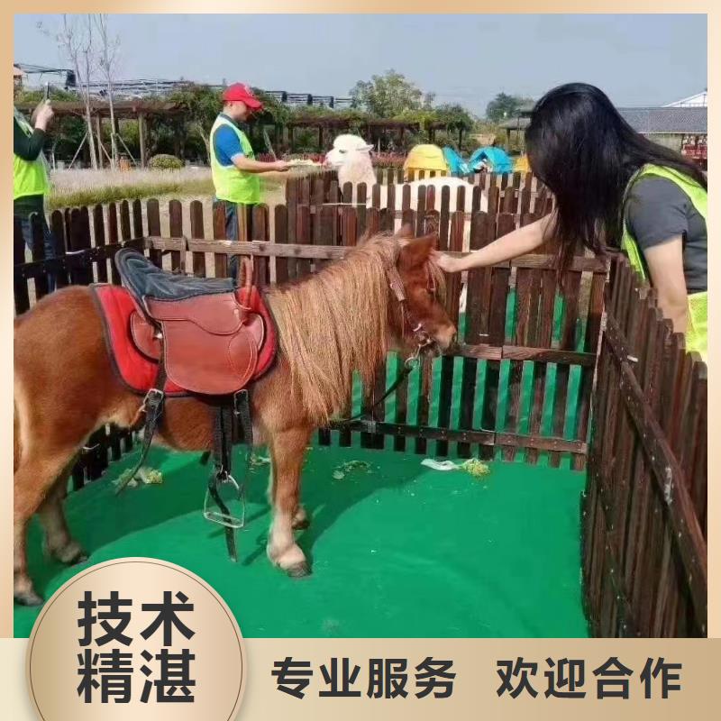 鹦鹉表演出租