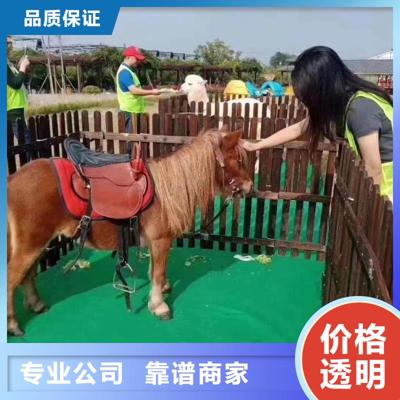 马戏团/羊驼海狮表演出租品质优