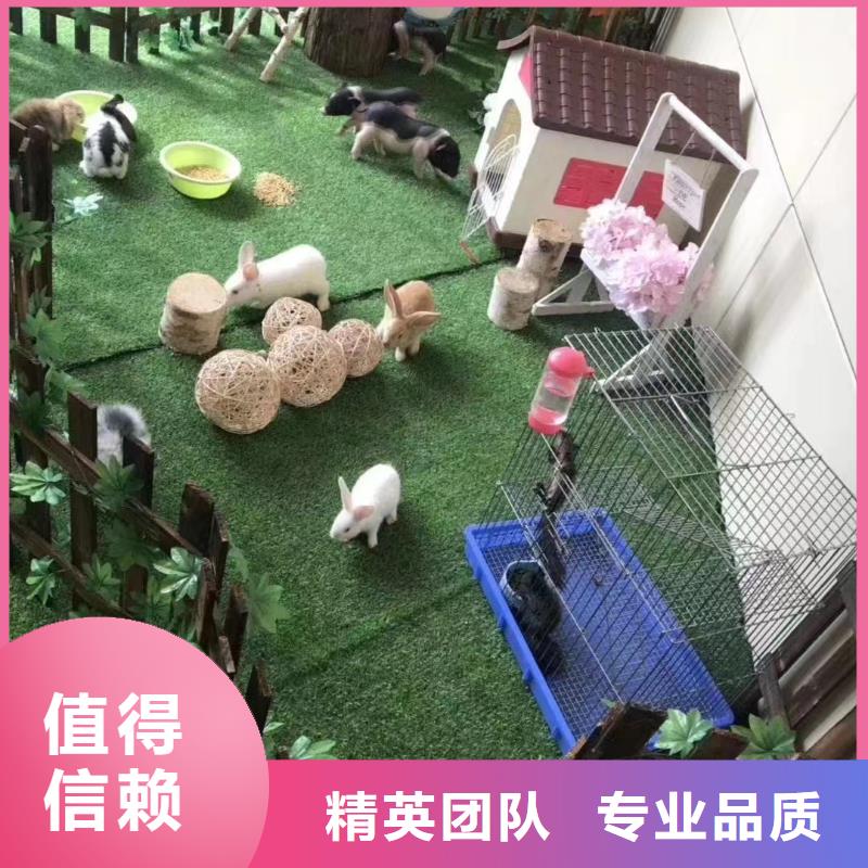 动物表演租赁节日活动