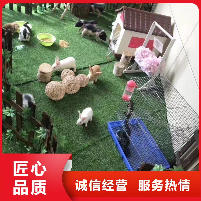 马戏团/羊驼_马戏团表演出租租赁质量保证