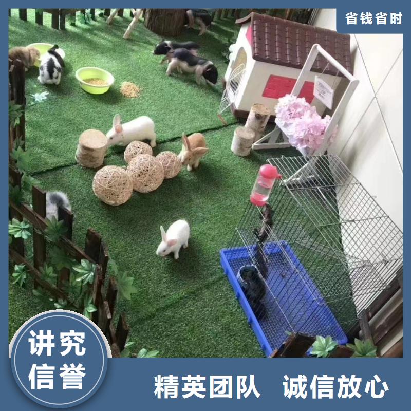 环球飞车表演租赁免费资源