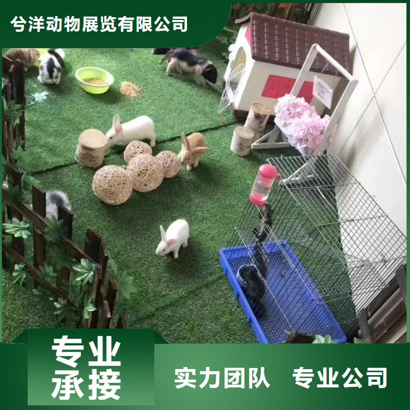 附近羊驼出租公司联系方式