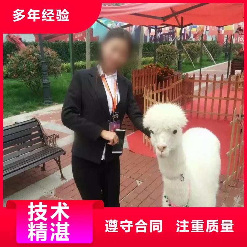 马戏团/羊驼_马戏团表演出租租赁质量保证