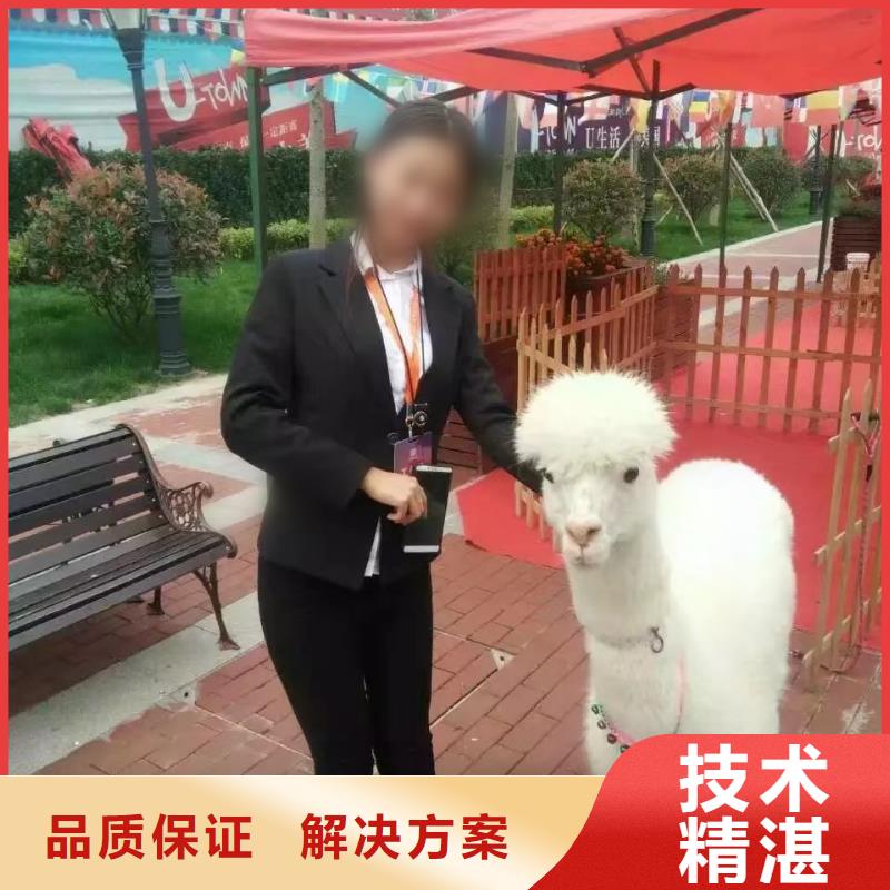 马戏团/羊驼_动物表演出租放心