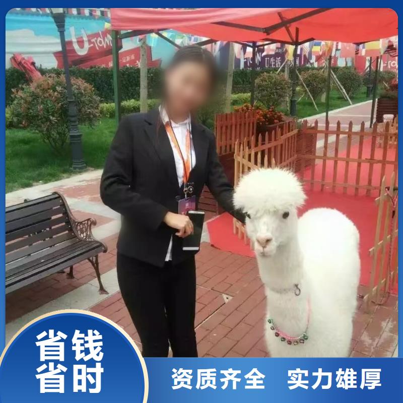 动物租赁
