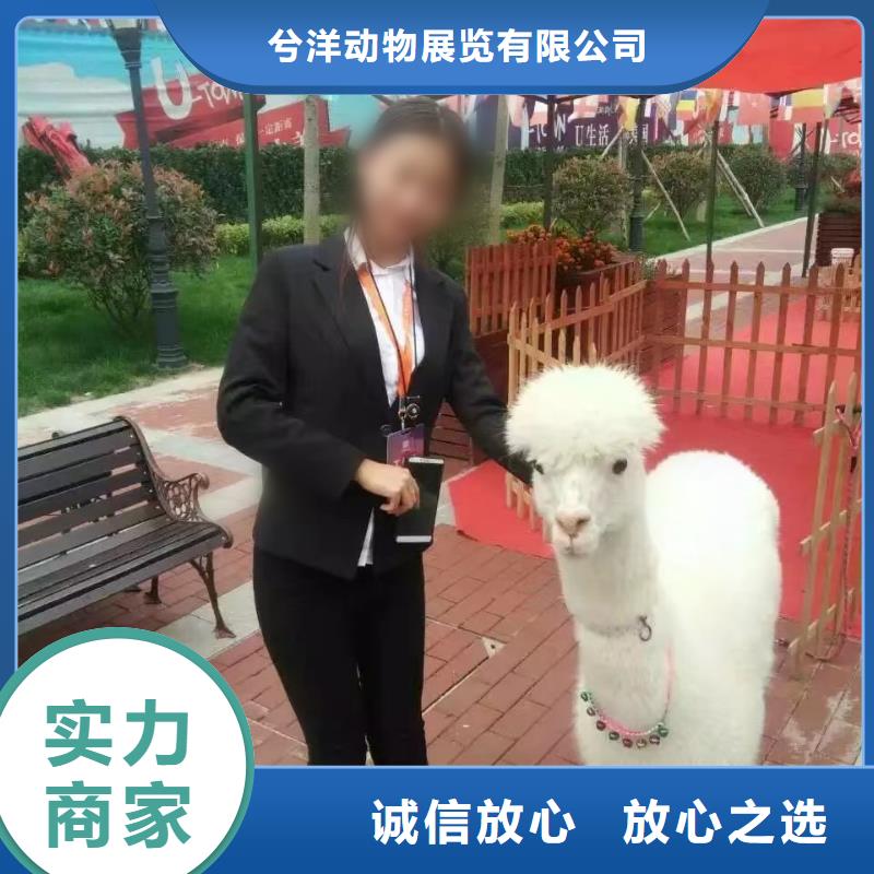 动物表演租赁节日活动