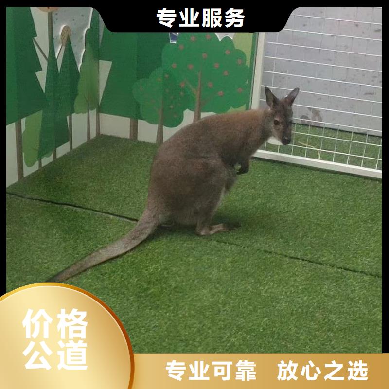 马戏团表演租赁厂家报价