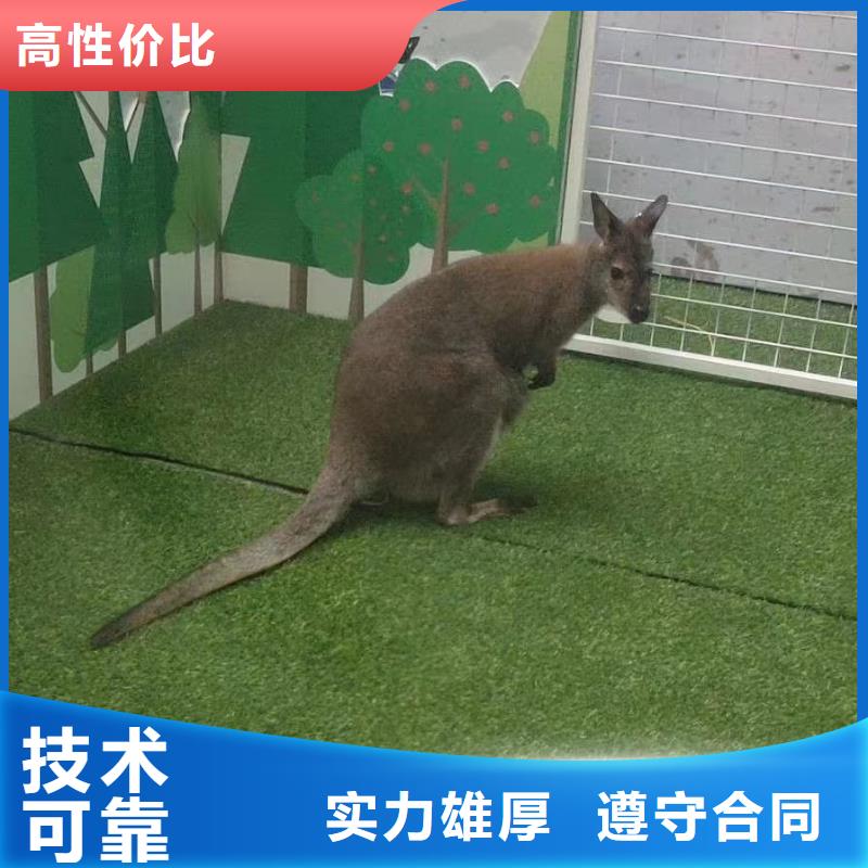 动物表演出租货源充足的厂家