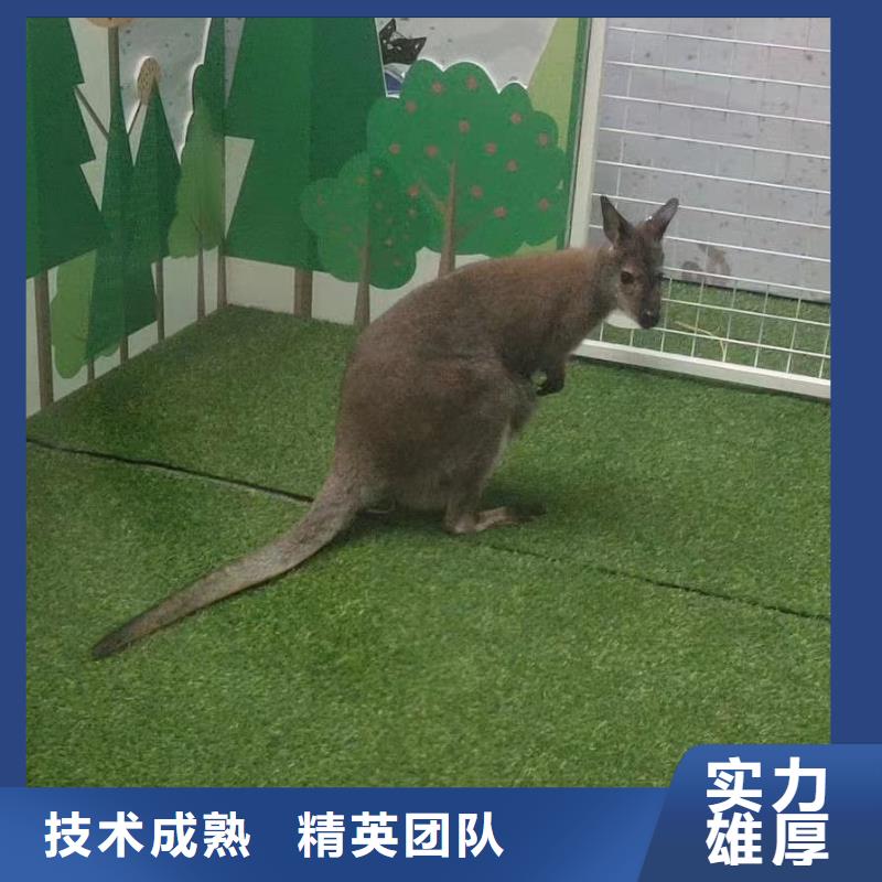 动物表演出租一手资源