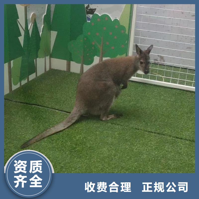 马戏团/羊驼-海狮表演出租快捷