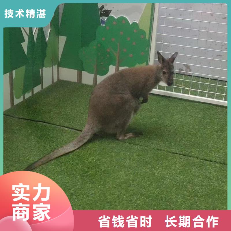 动物表演租赁活跃气氛