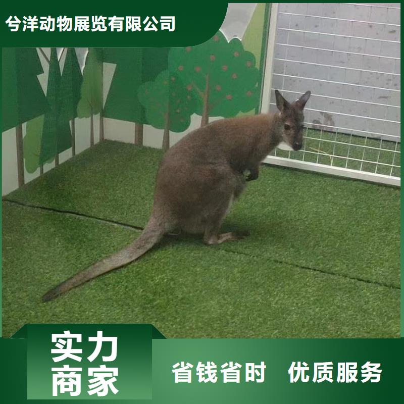 羊驼出租