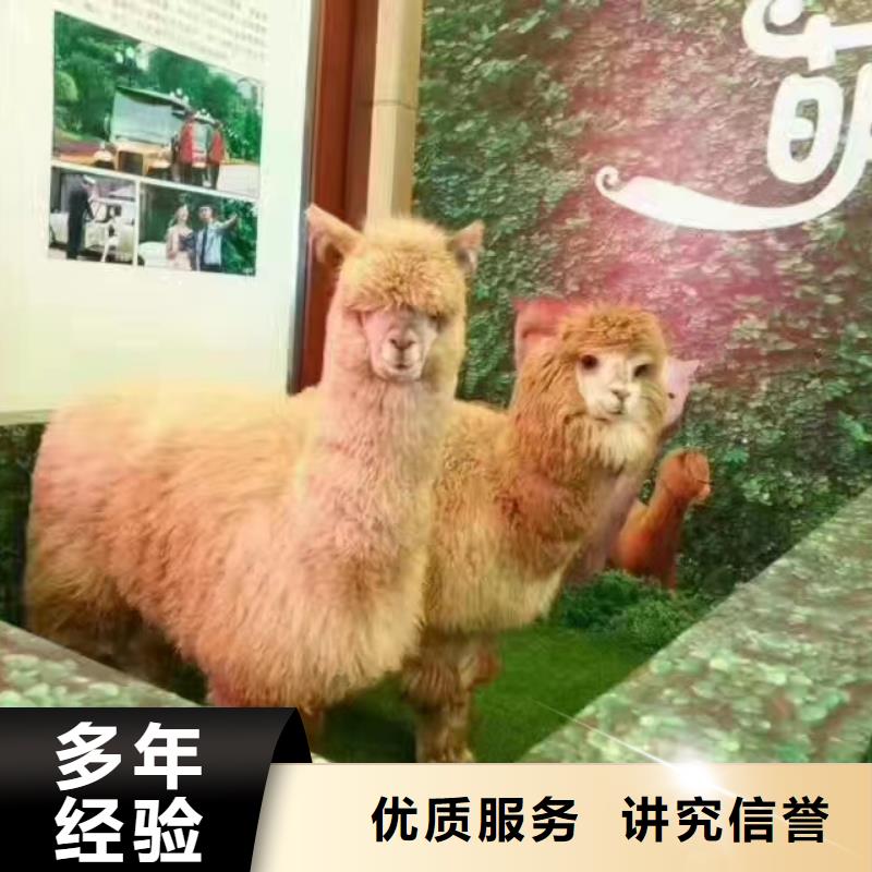 萌宠展出租联系我们