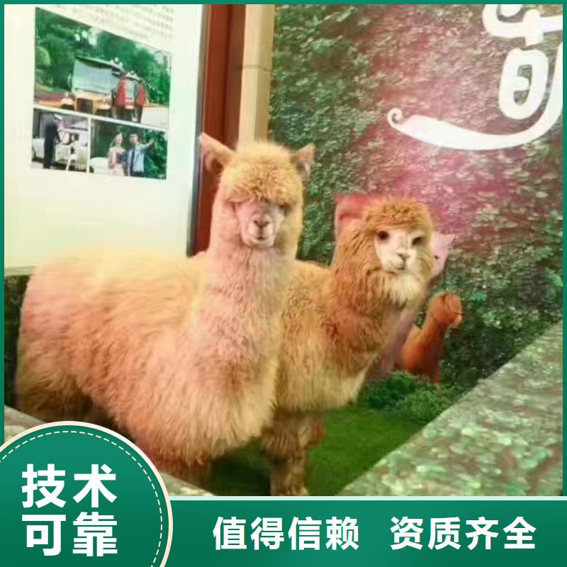 哪里有租赁动物的