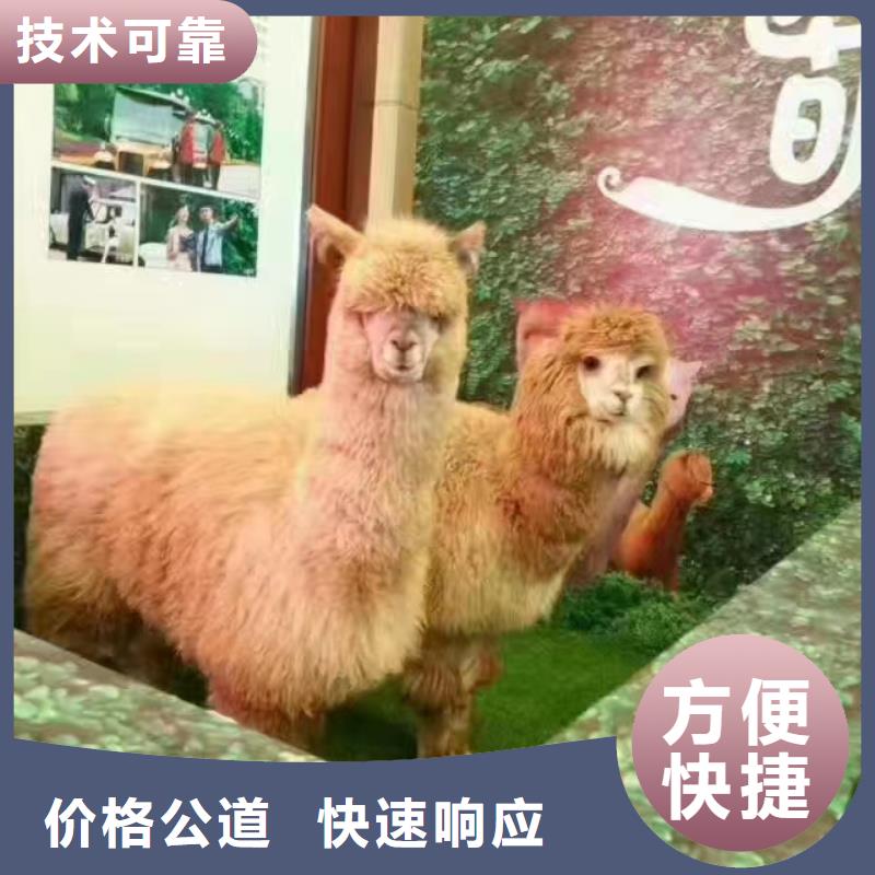 马戏团/羊驼出租马戏表演长期合作