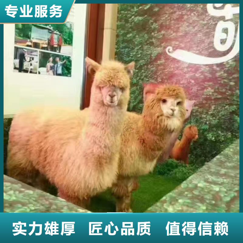羊驼出租图片