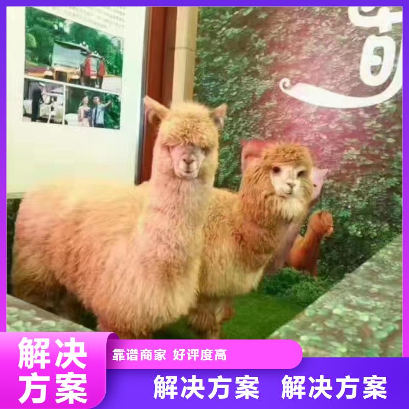马戏团/羊驼-海狮表演出租快捷