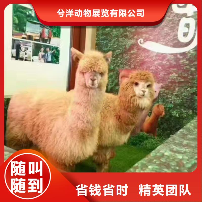 马戏团/羊驼【美人鱼出租演出】高性价比
