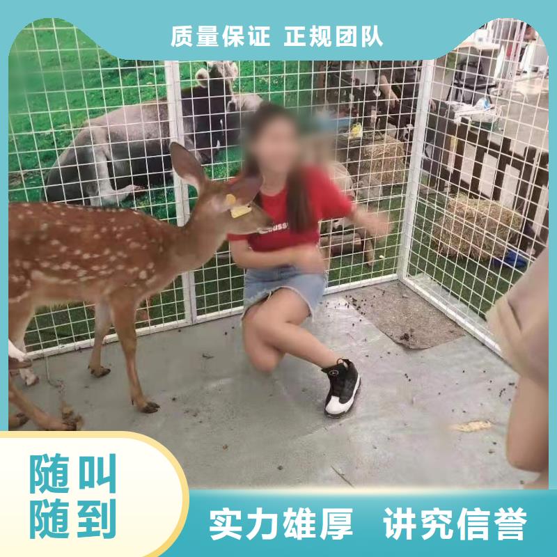 羊驼租赁公司电话