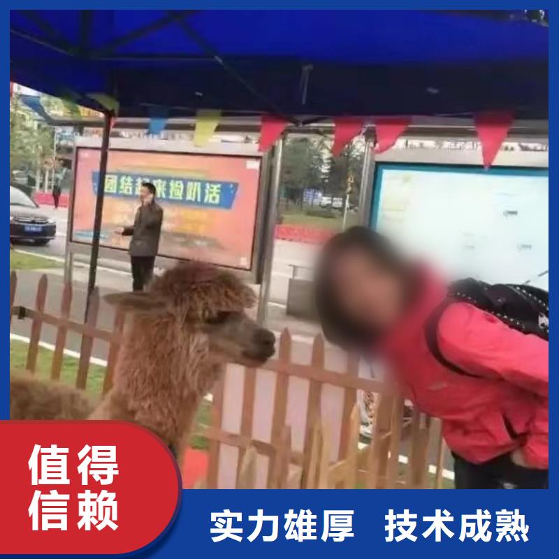哪有出租羊驼的正规公司