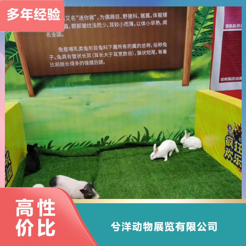 羊驼租赁公司活动方案