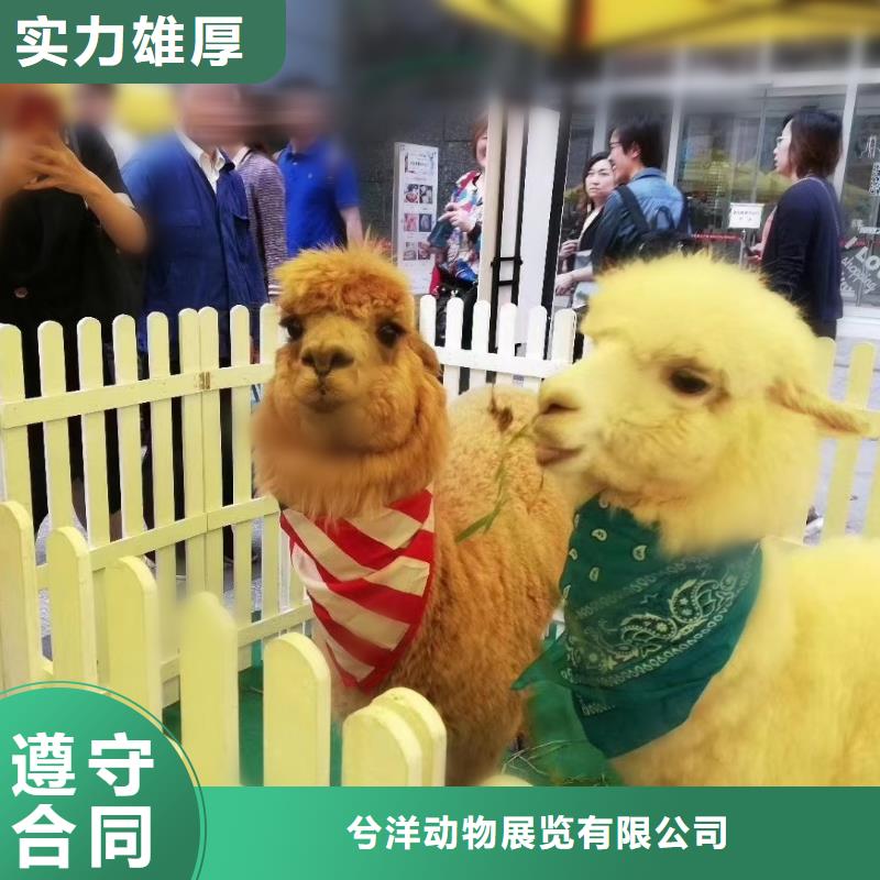环球飞车表演出租活跃气氛