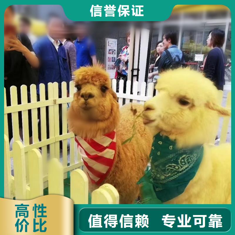 动物表演出租货源充足的厂家